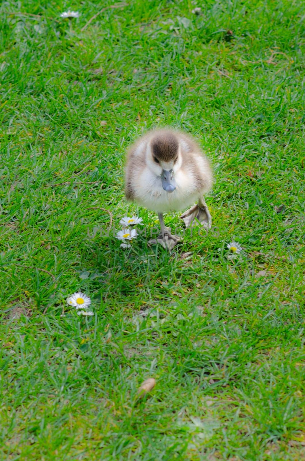 Chicks