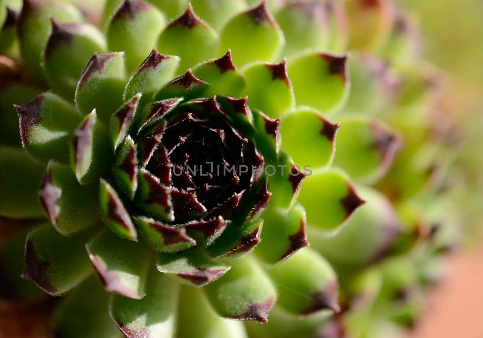 Close up of Houseleek (genus Sempervivum)
