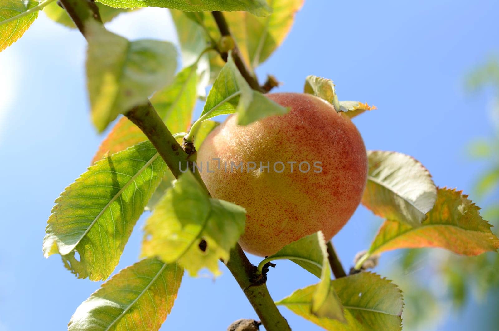 Fresh peaches on a tree