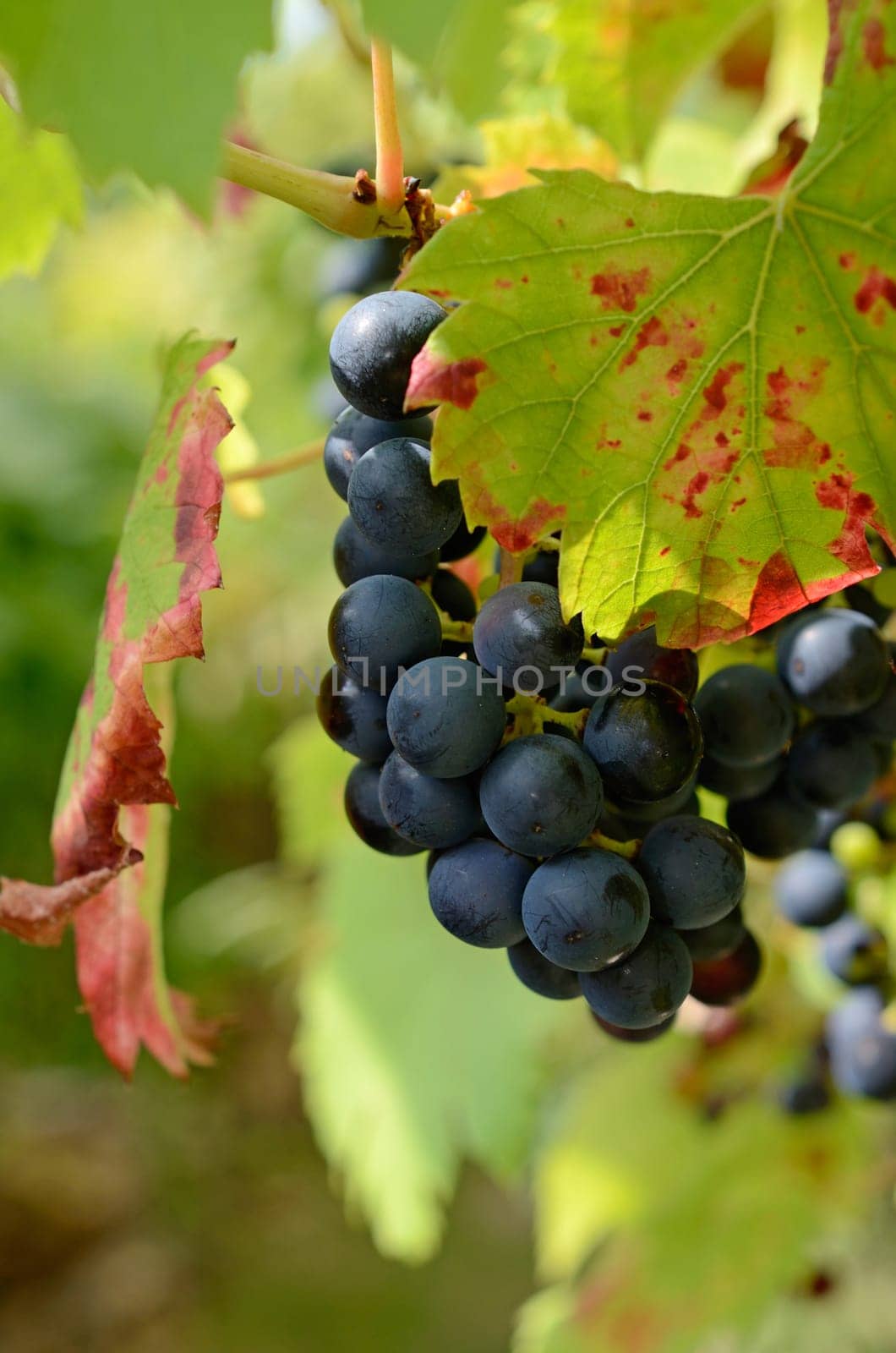 Blue grapes on a vineyard