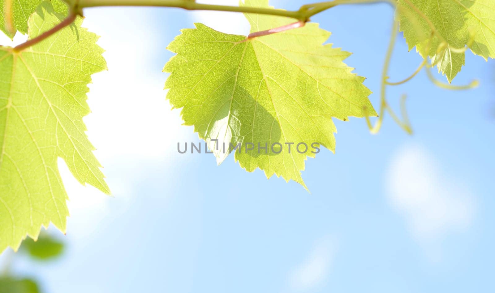 Leaves on a blue summer sky