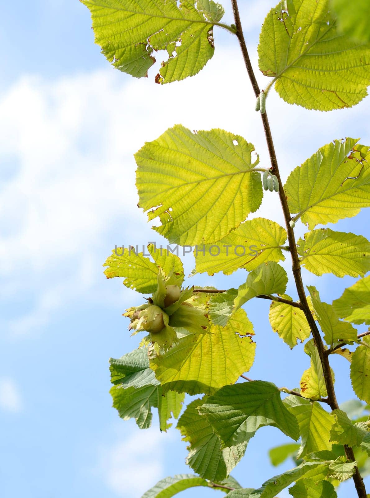 Hazelnut tree with fruits