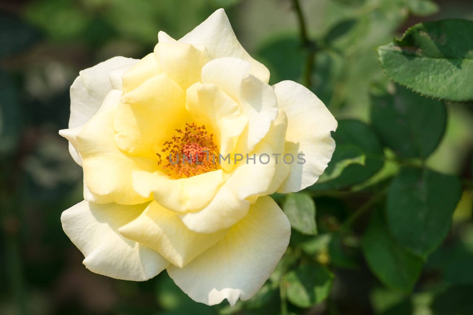White rose,close-up of the flower of a rose bush