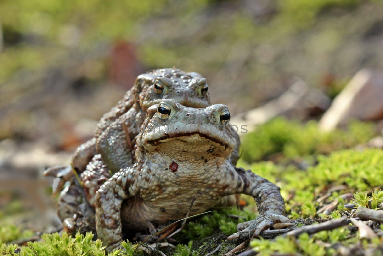 Pair of toads (Bufo bufo)