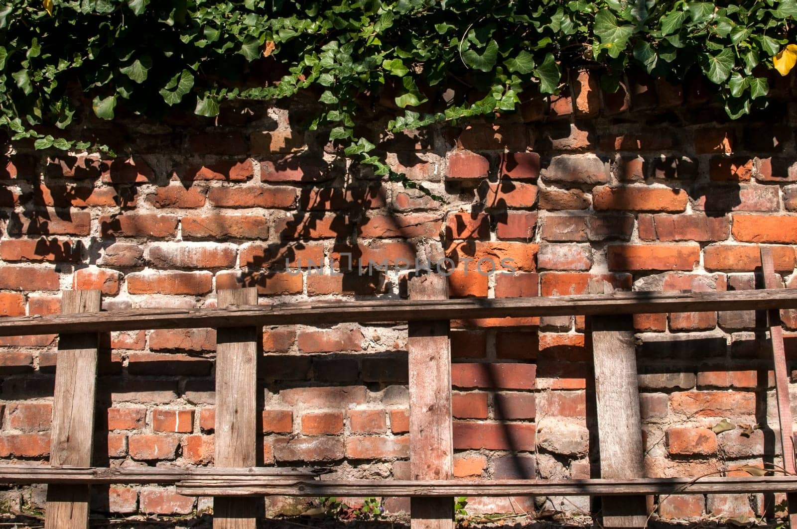 Old brick wall with ivy and wooden ladder