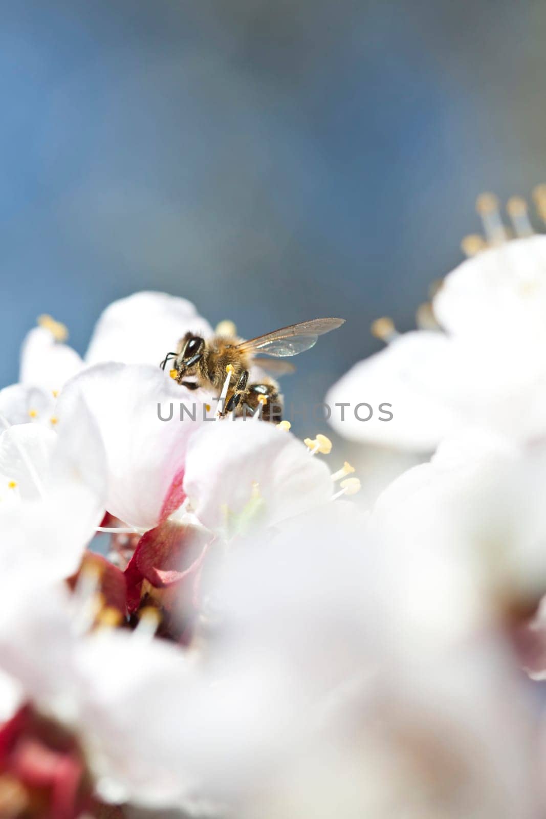 Honey bee enjoying peach blossom on a lovely spring day