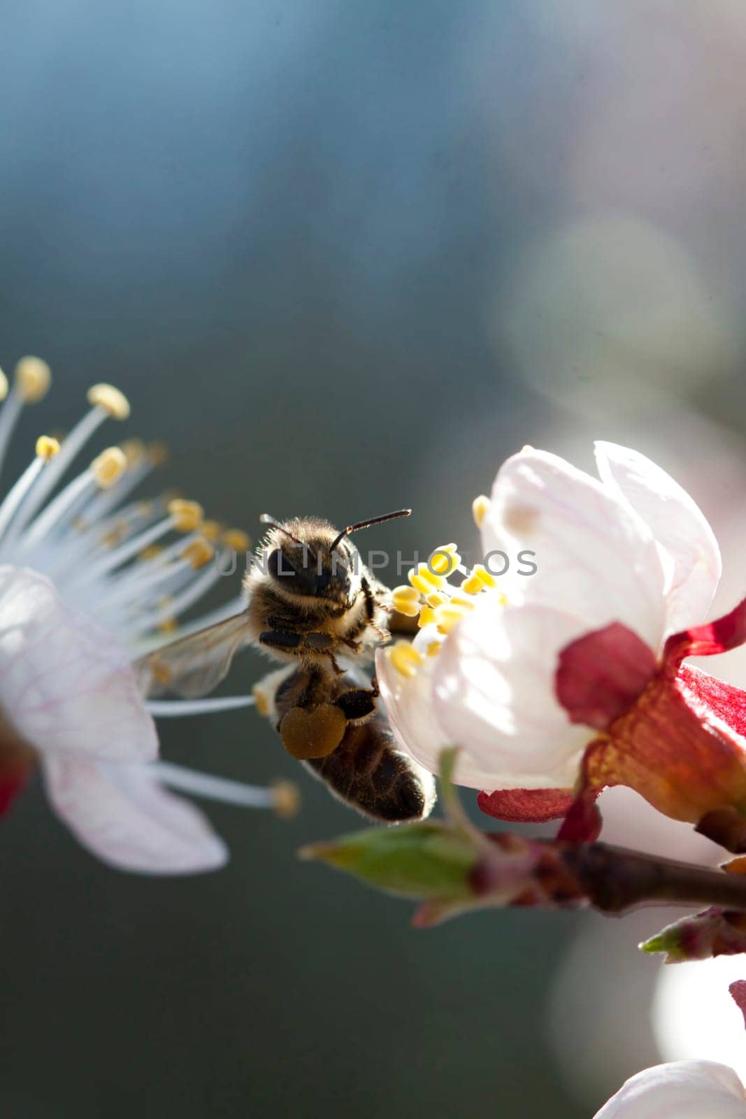 Honey bee enjoying peach blossom on a lovely spring day