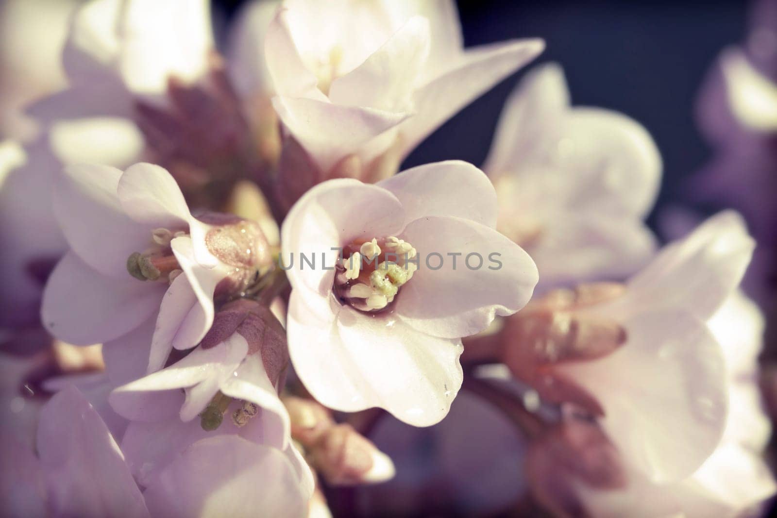 Beautiful pink spring blossom