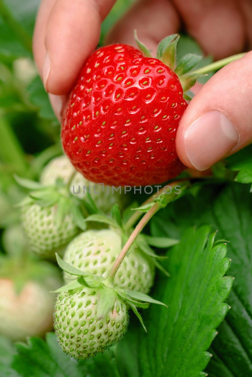 A ripe strawberry is freshly picked from the shrub