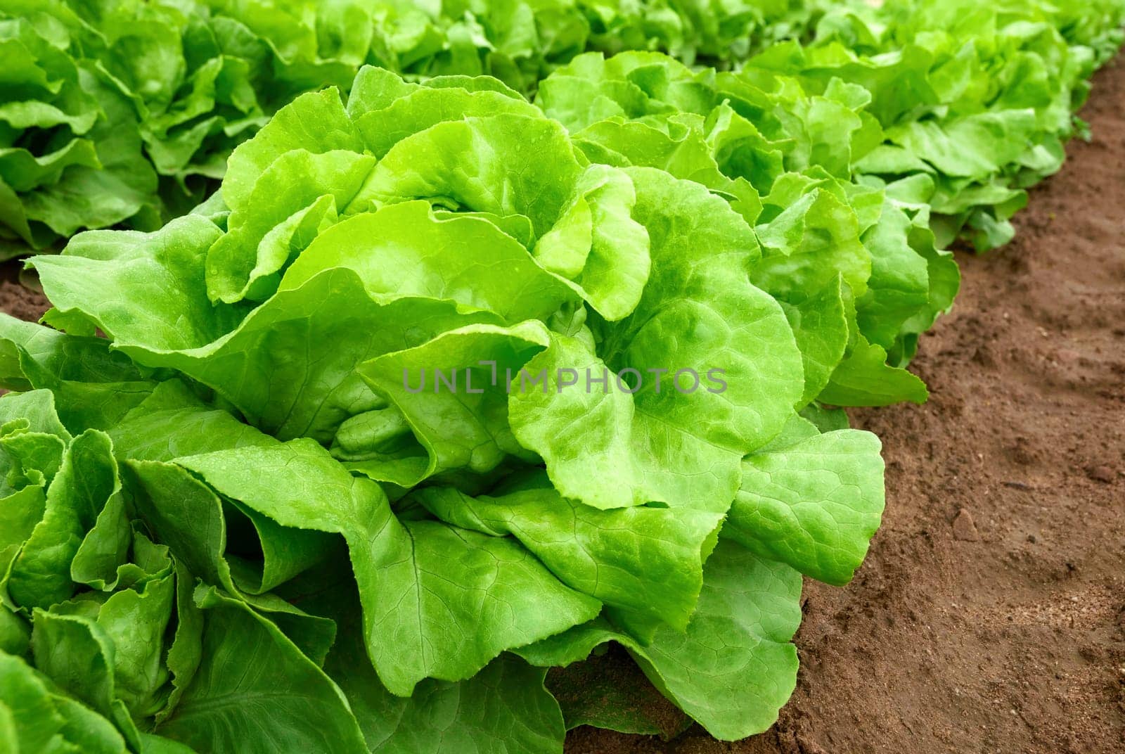 Rows of fresh lettuce plants in the field just before harvest