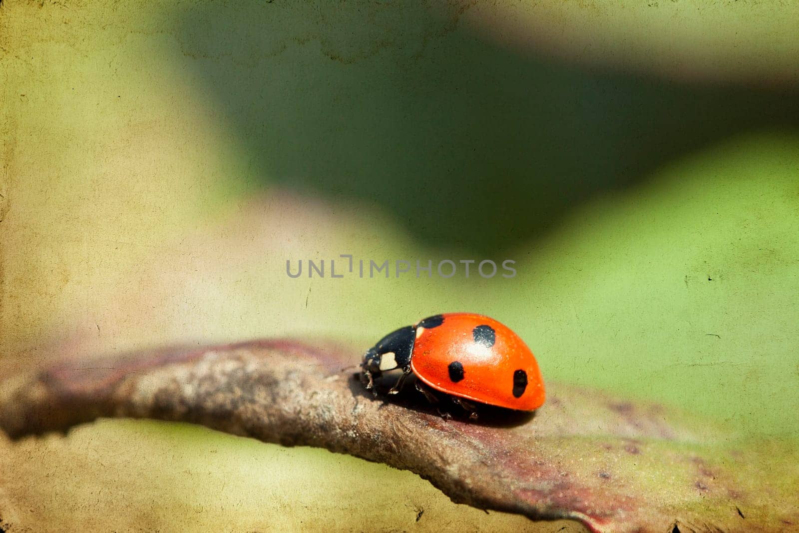 Close up on Ladybug on green leaf