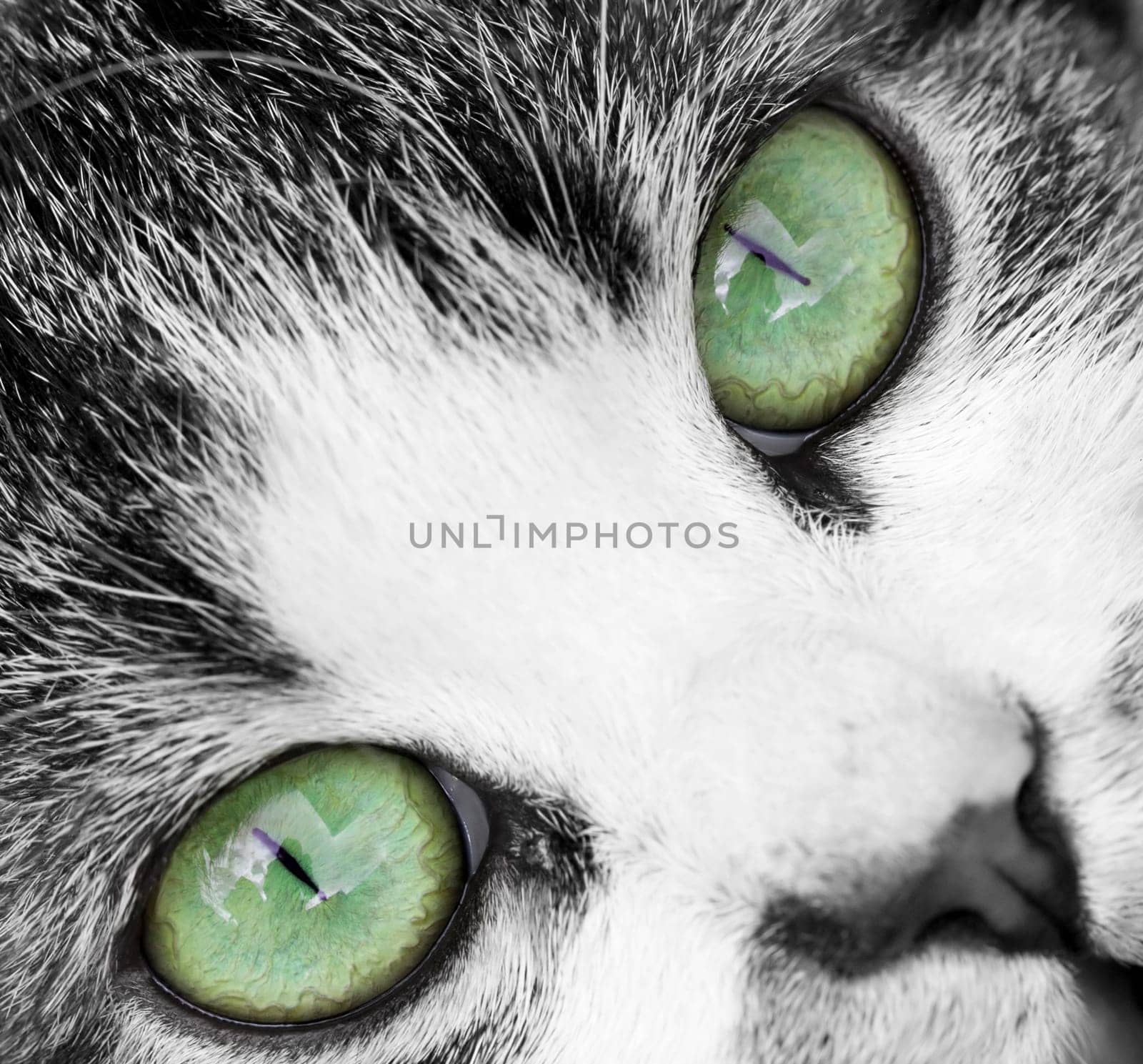 Close up on a cat's green eyes