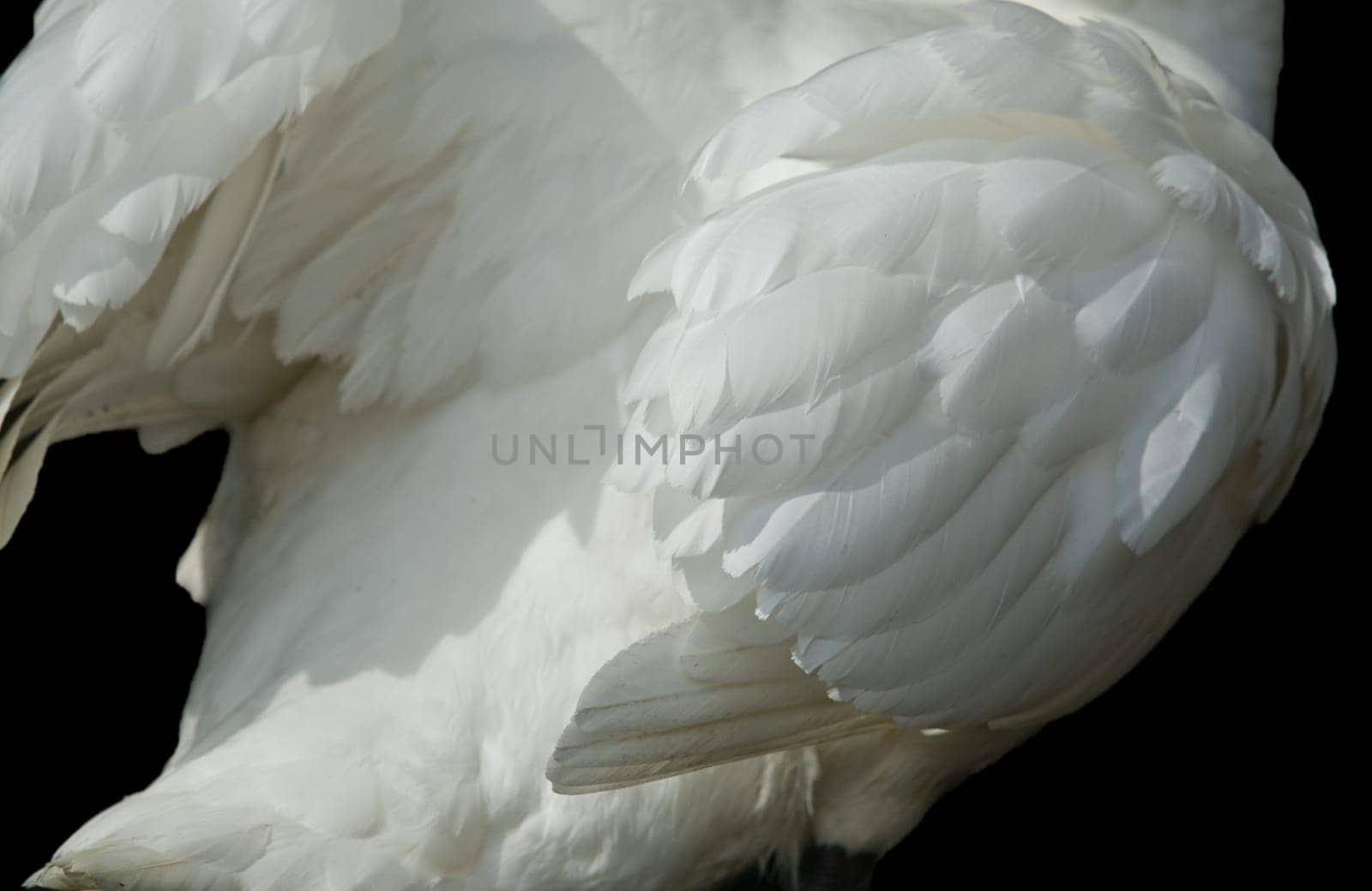 White swan wings details isolated over black background
