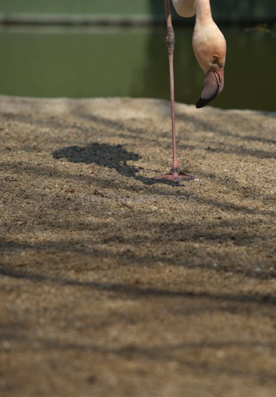 Flamingos in the park standing over one leg, Spain