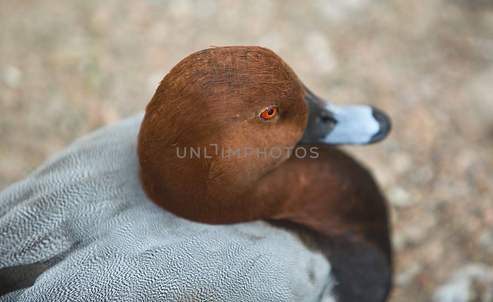 Redhead Drake close-up resting beside the pond, Spain. Aythya americana