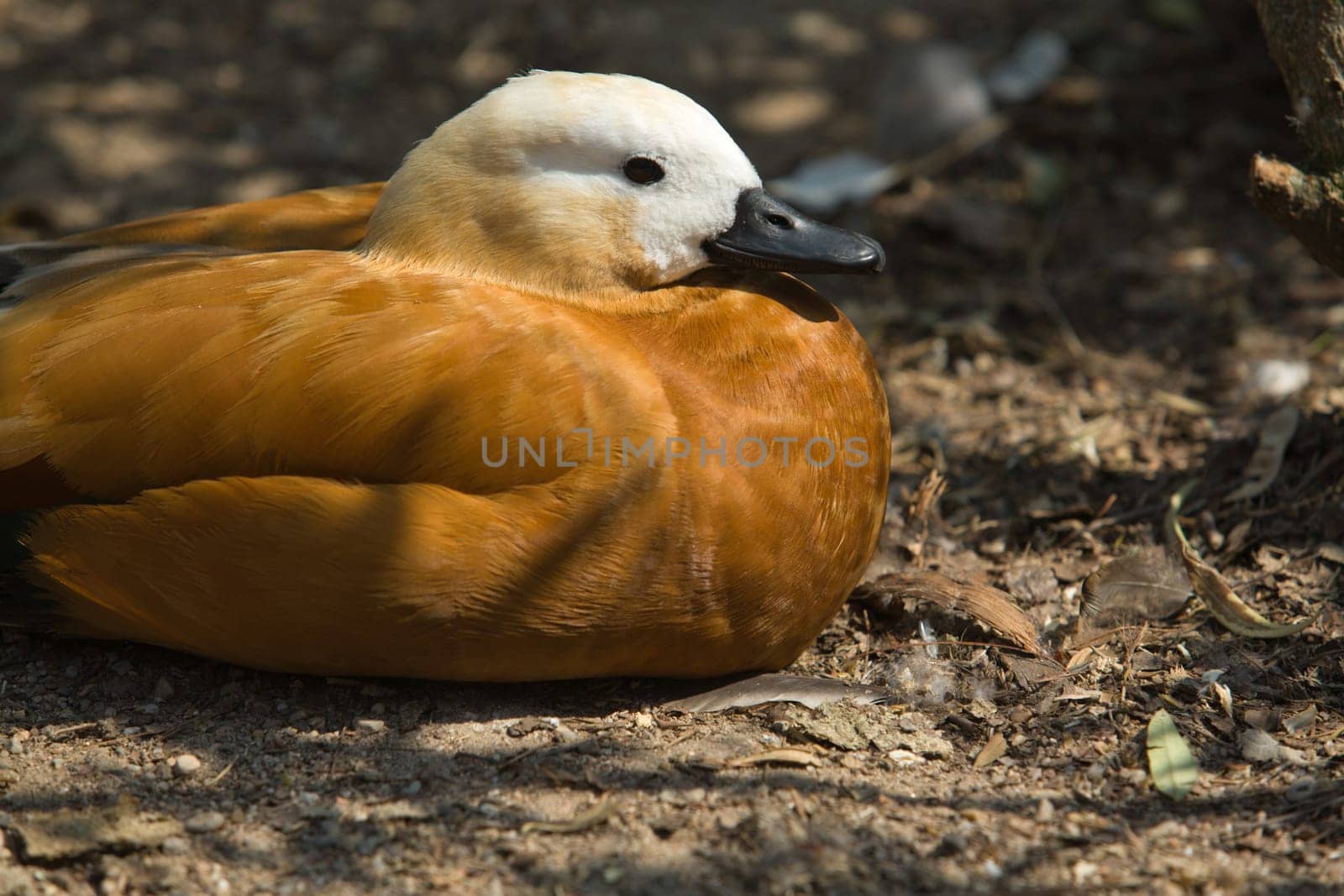 Close view of a Ruddy Shelduck, Tadorna ferruginea, reting on the shadows of a park