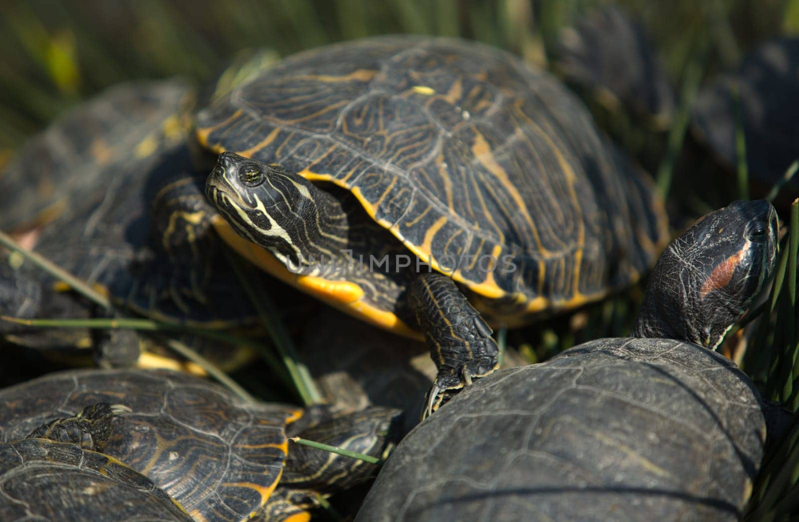 Loads of eared slider turtles having the sun, Spain