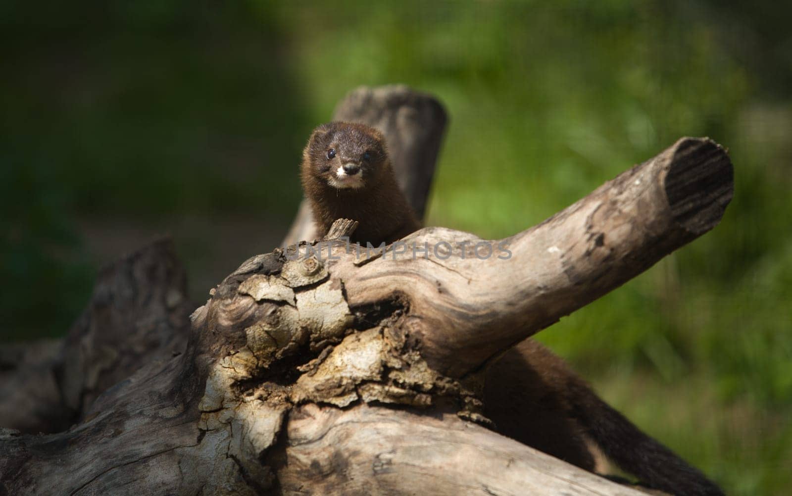 Gazing european mink or mustela lutreola, also known as the Russian mink,  resting on tree branch