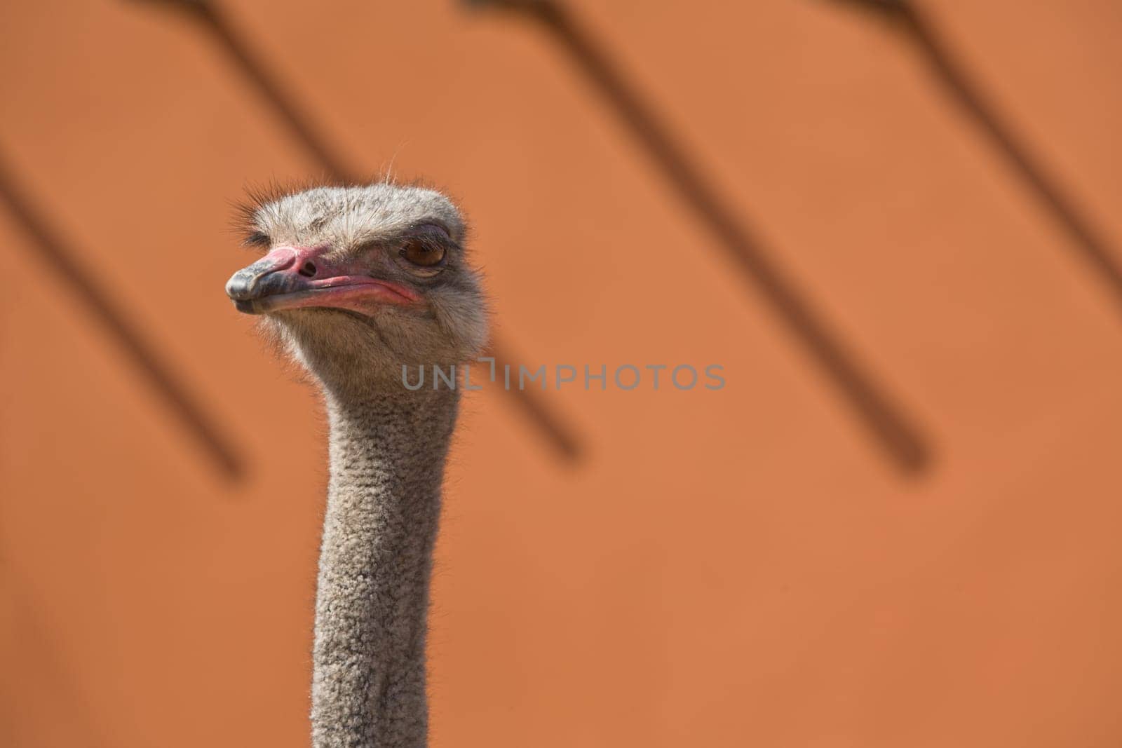 A beautiful wild African female Ostrich head portrait isolated over orange wall