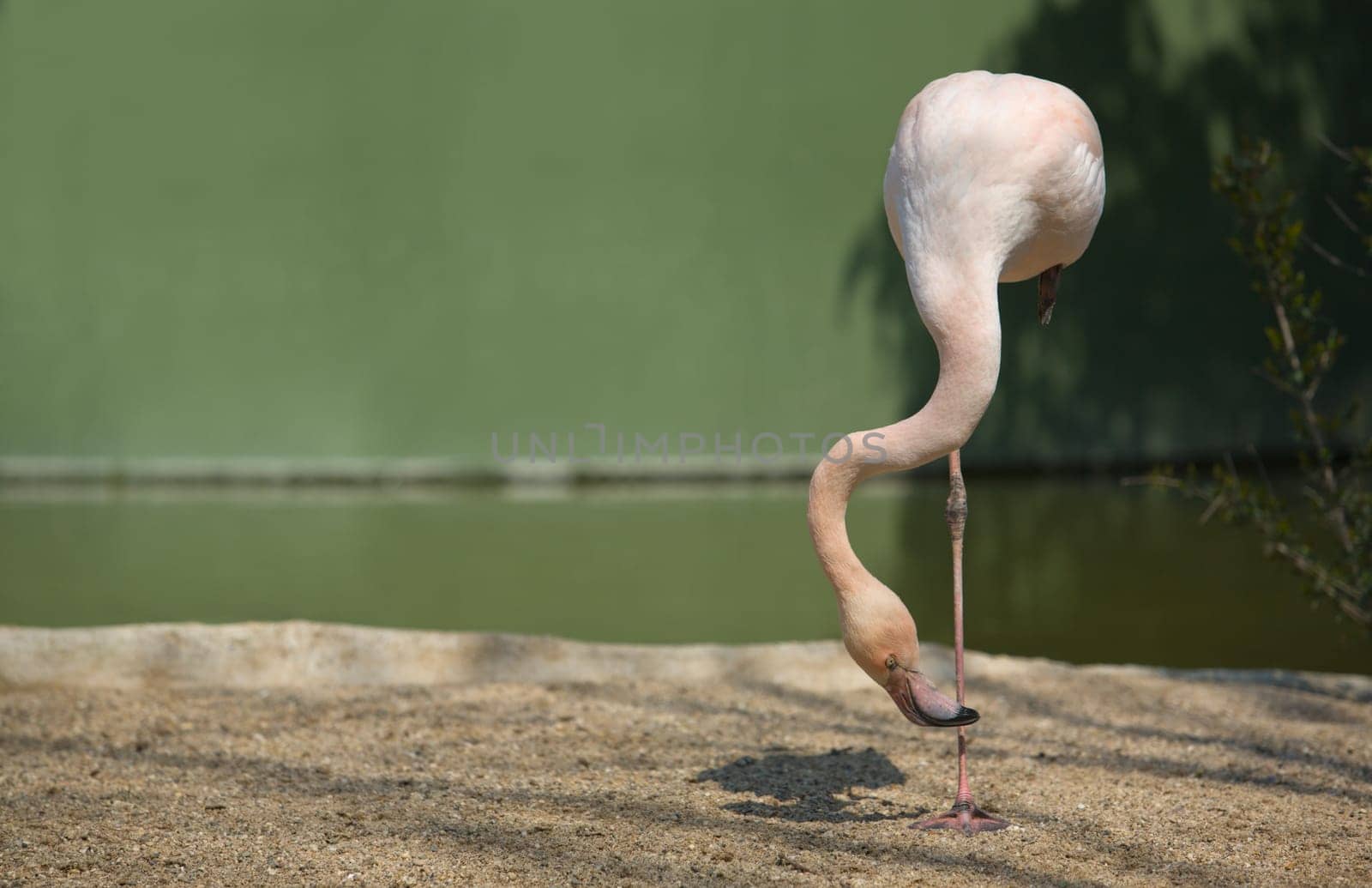 Flamingos in the park standing over one leg, Spain