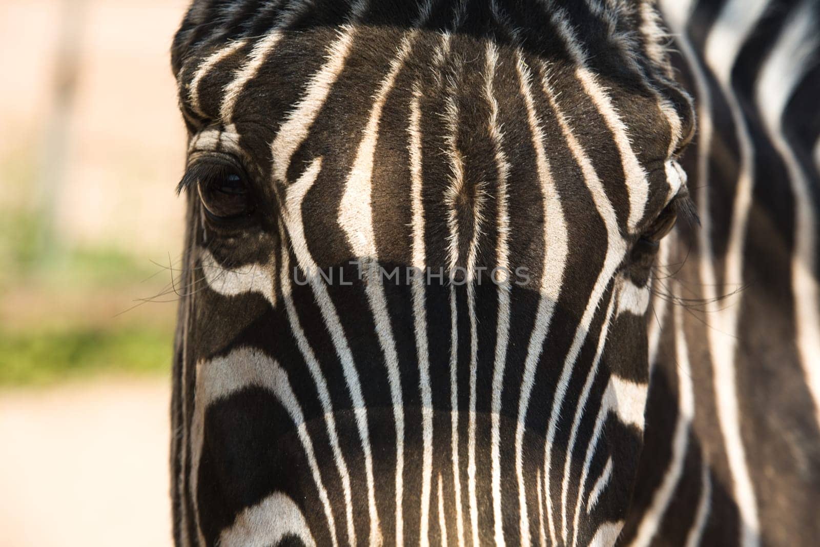 Zebra close-up view and details of its prints, Cordoba Zoo, Spain