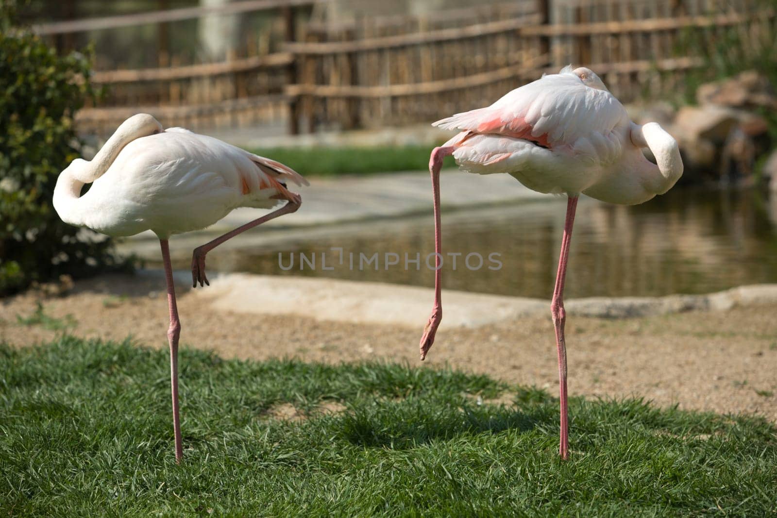 Flamingos in the park standing over one leg, Spain