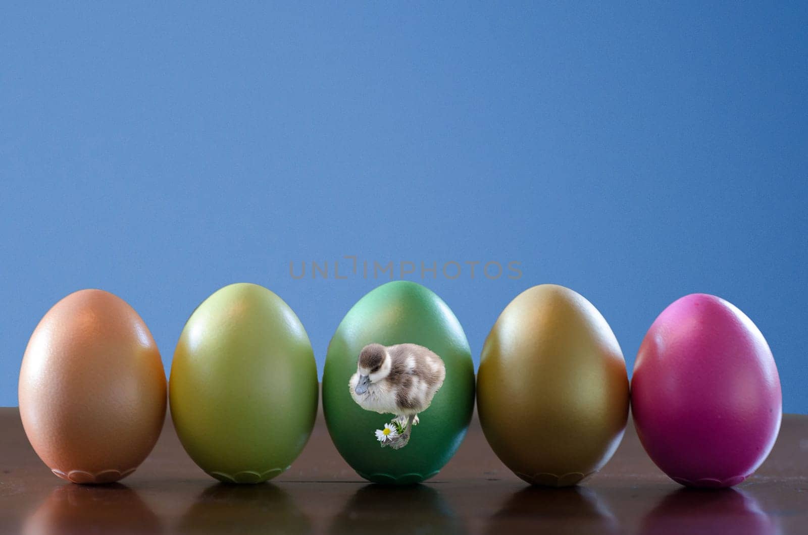 Easter eggs with chicks and daisies