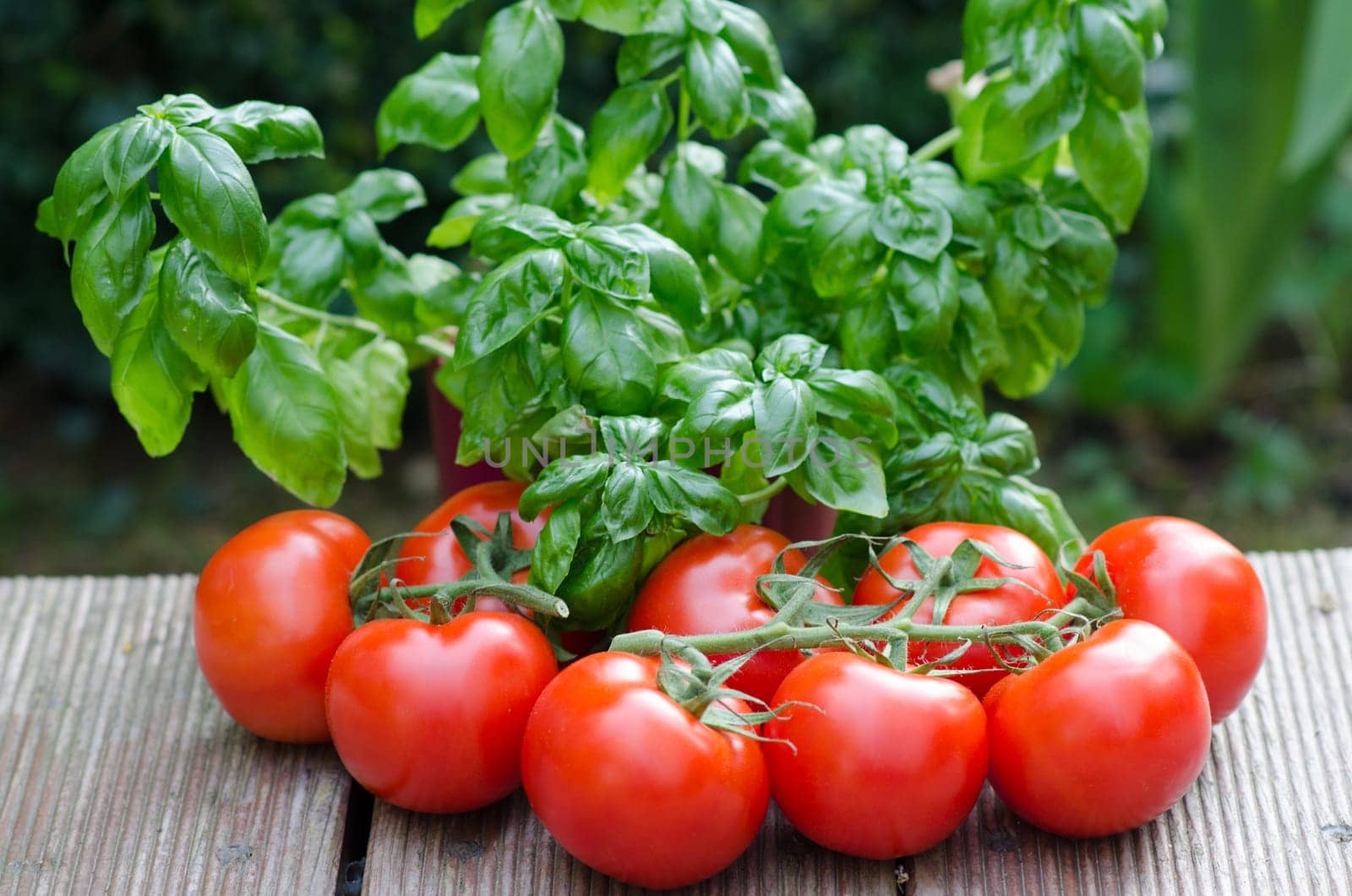 Tomatoes and basil