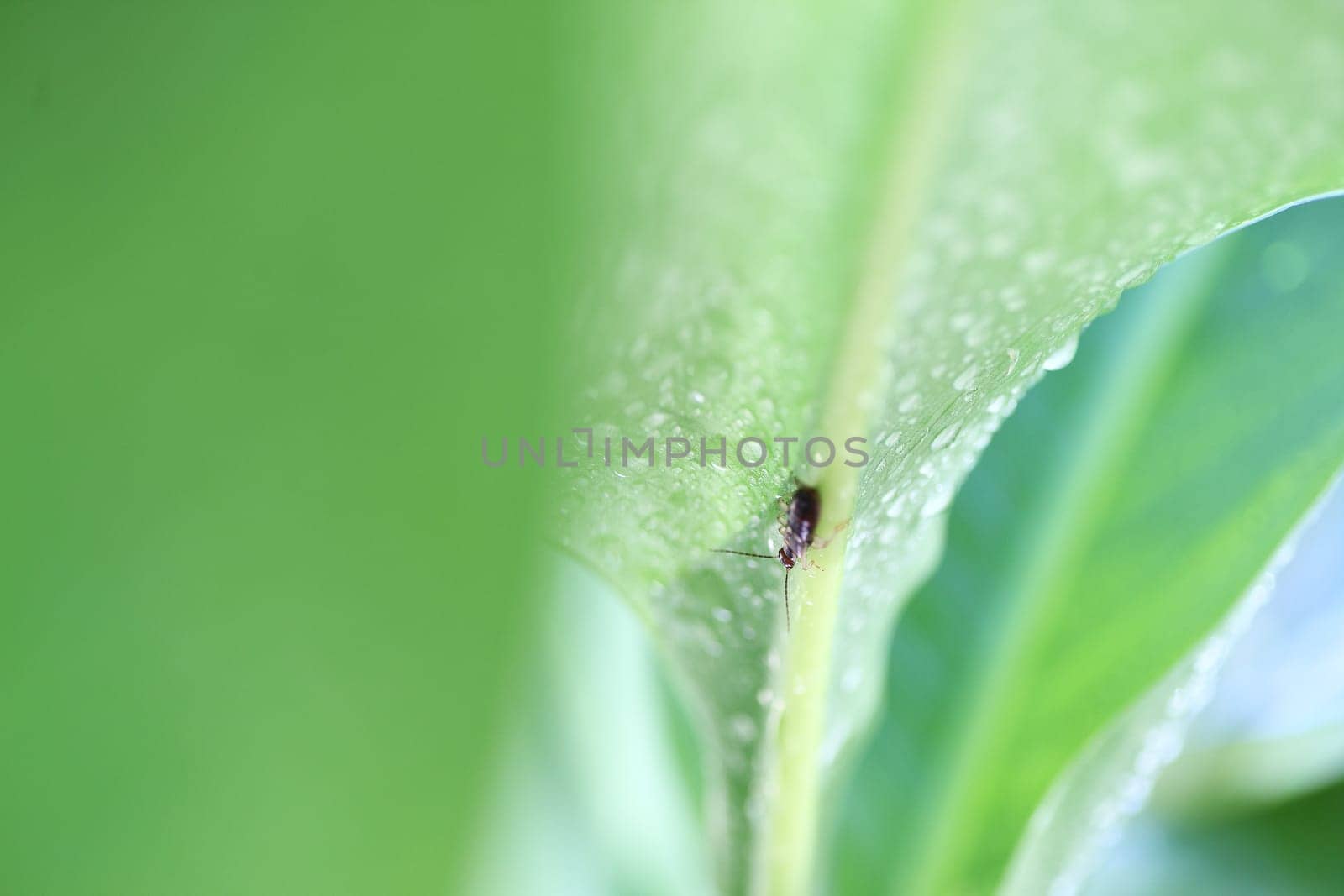 closeup view of an insect pest on a large tropical leaf