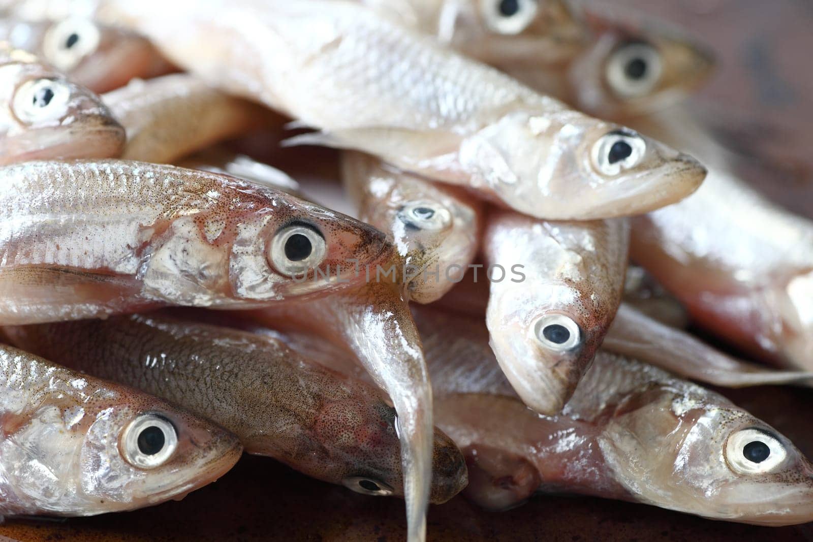 a pile of uncooked smelts close up