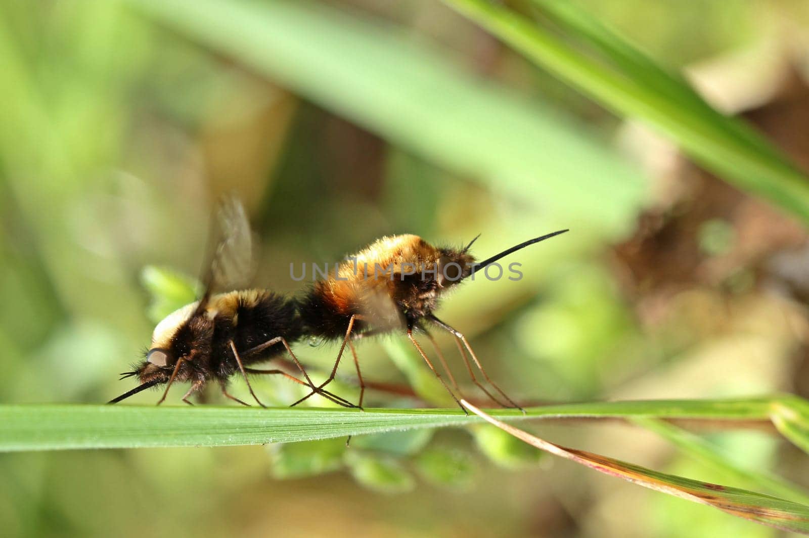 Pairing of the Great Wool Float (Bombylius major)