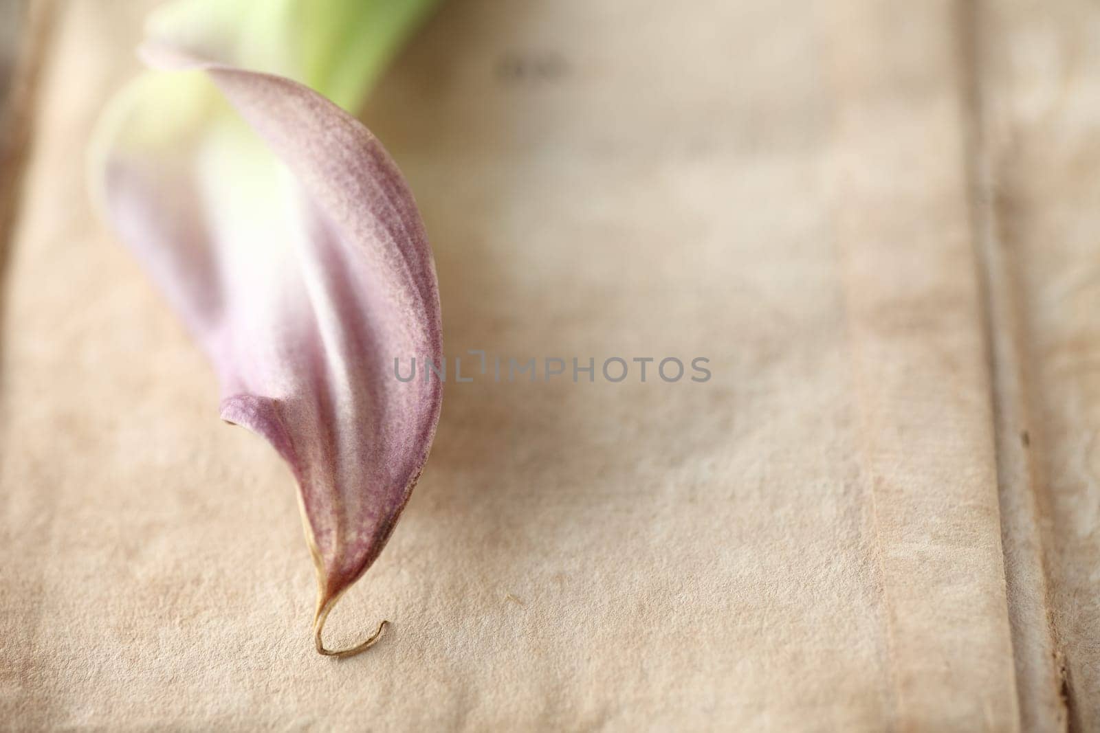 purple flower on an old book page with room for text