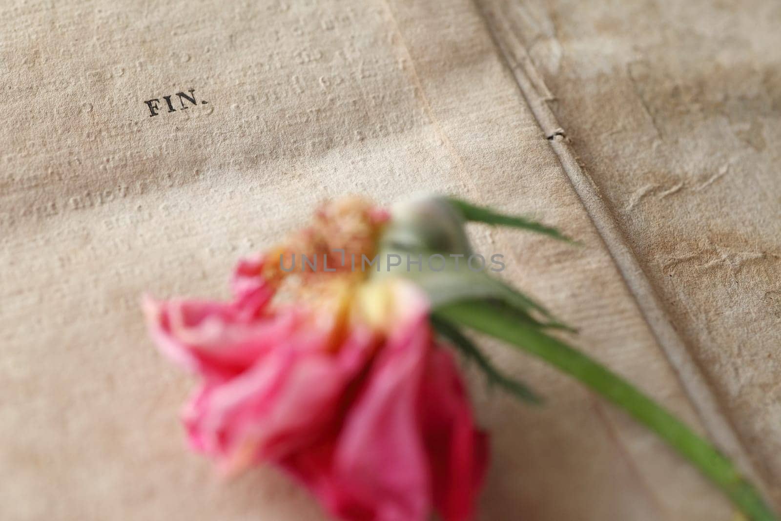 1800s book page with fading rose