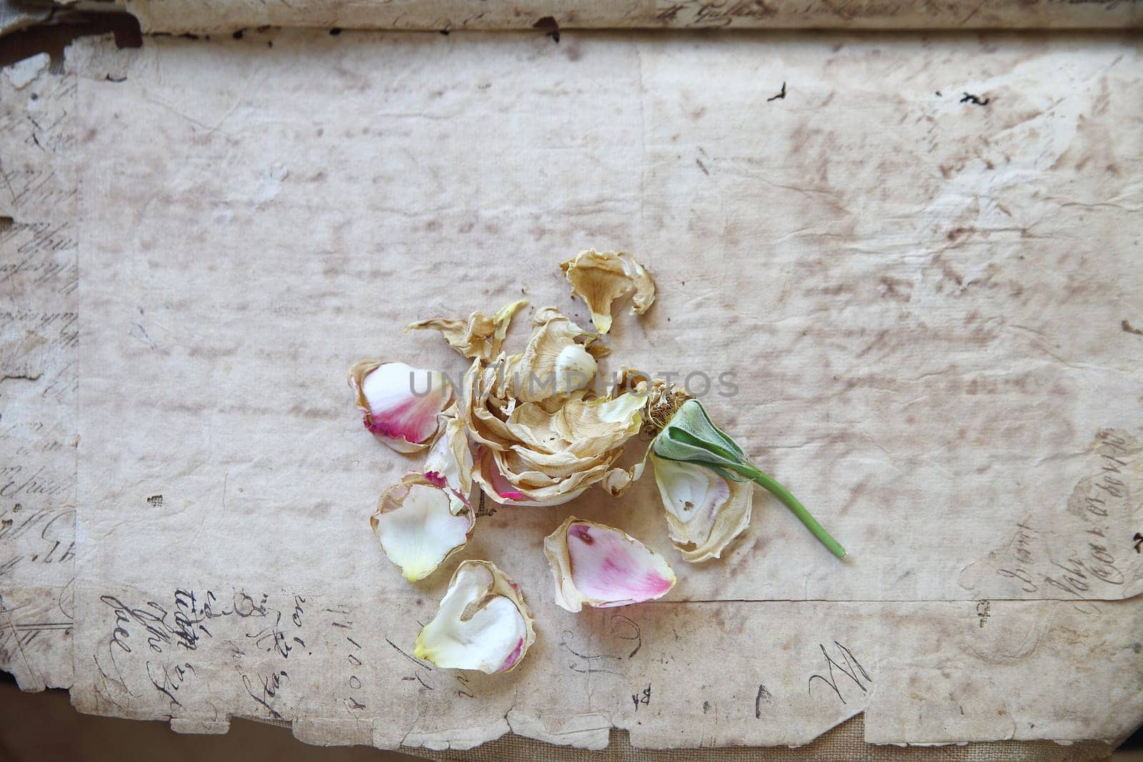 highly textured papers with a rose losing its petals