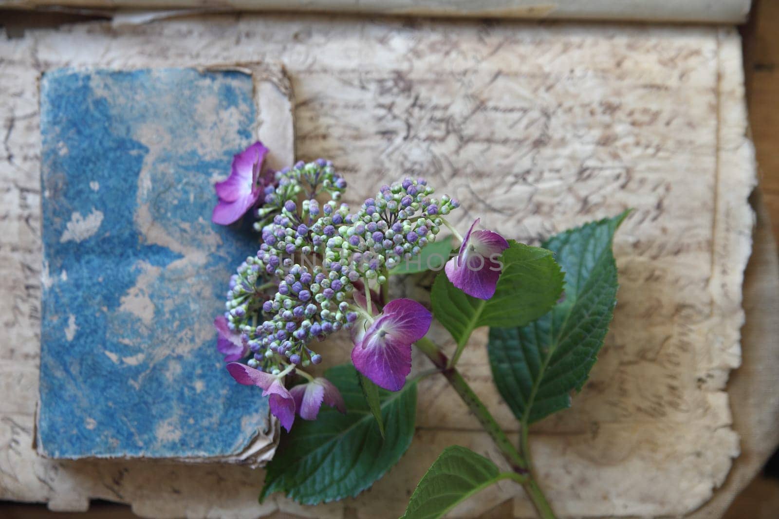 still life of hydrangeas on old textures