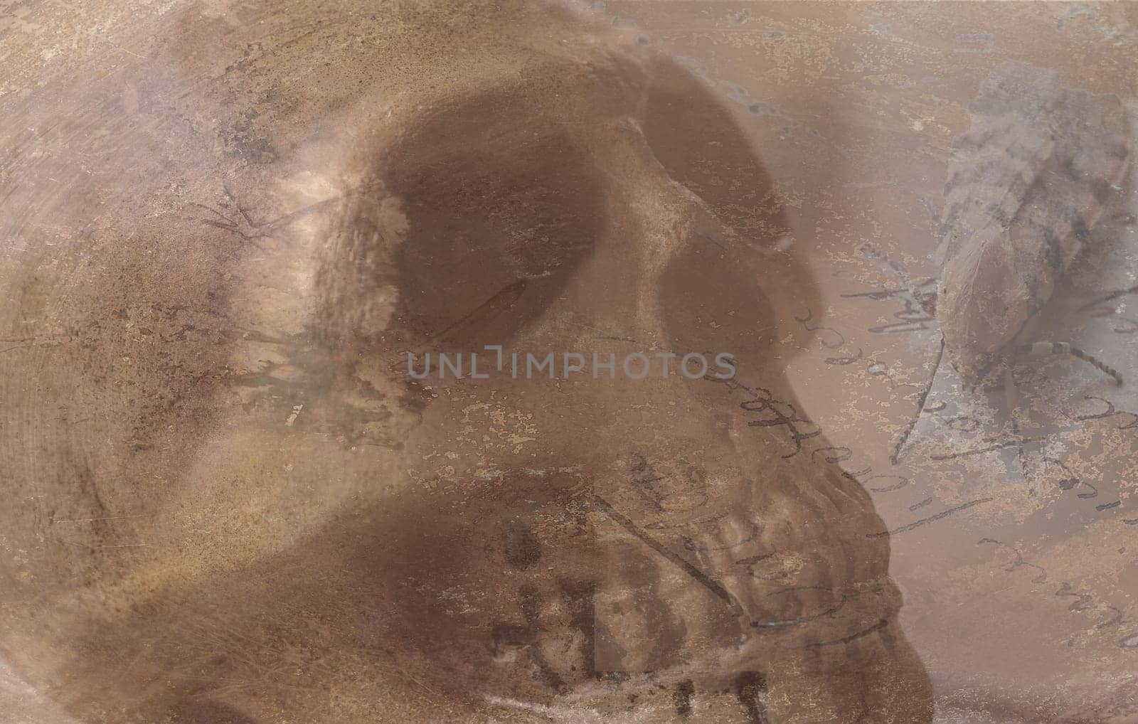 grunge skull with large moth on script