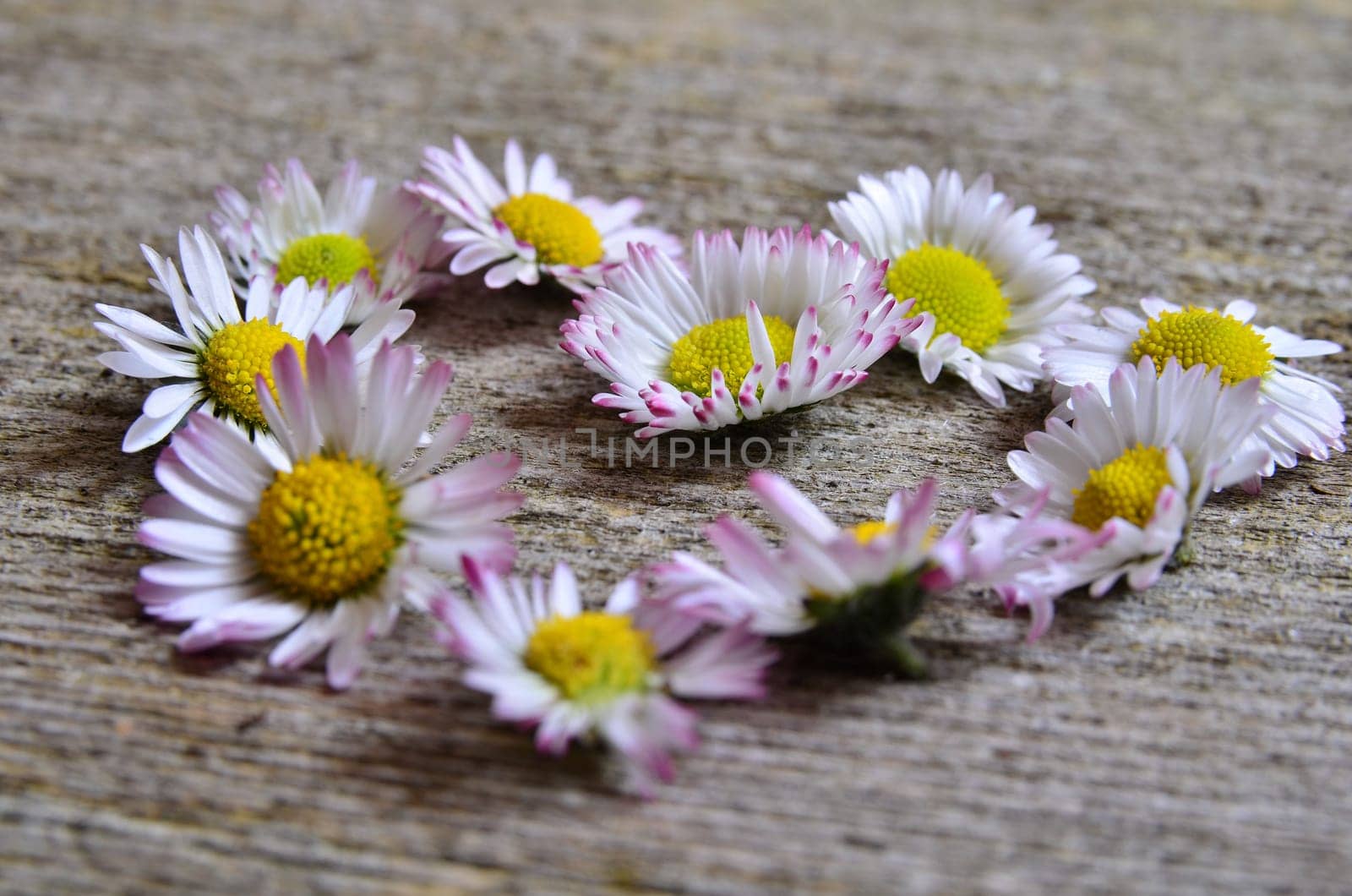 Daisy wood background