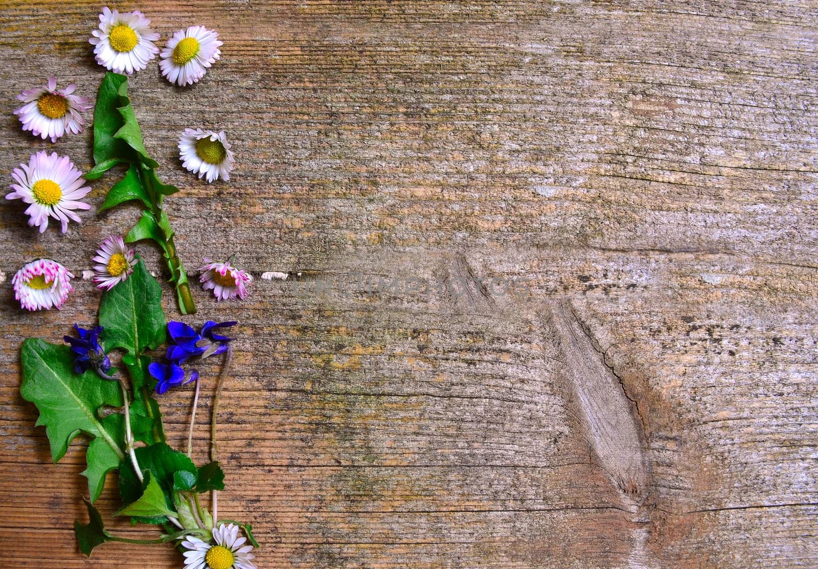 Daisy wood background