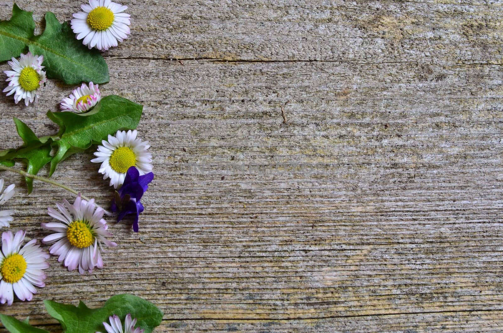Daisy wood background