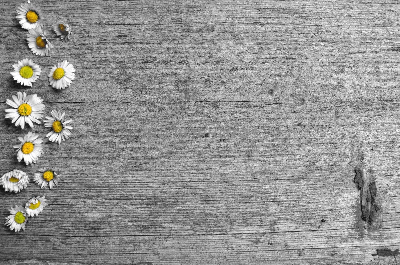 Daisy wood background