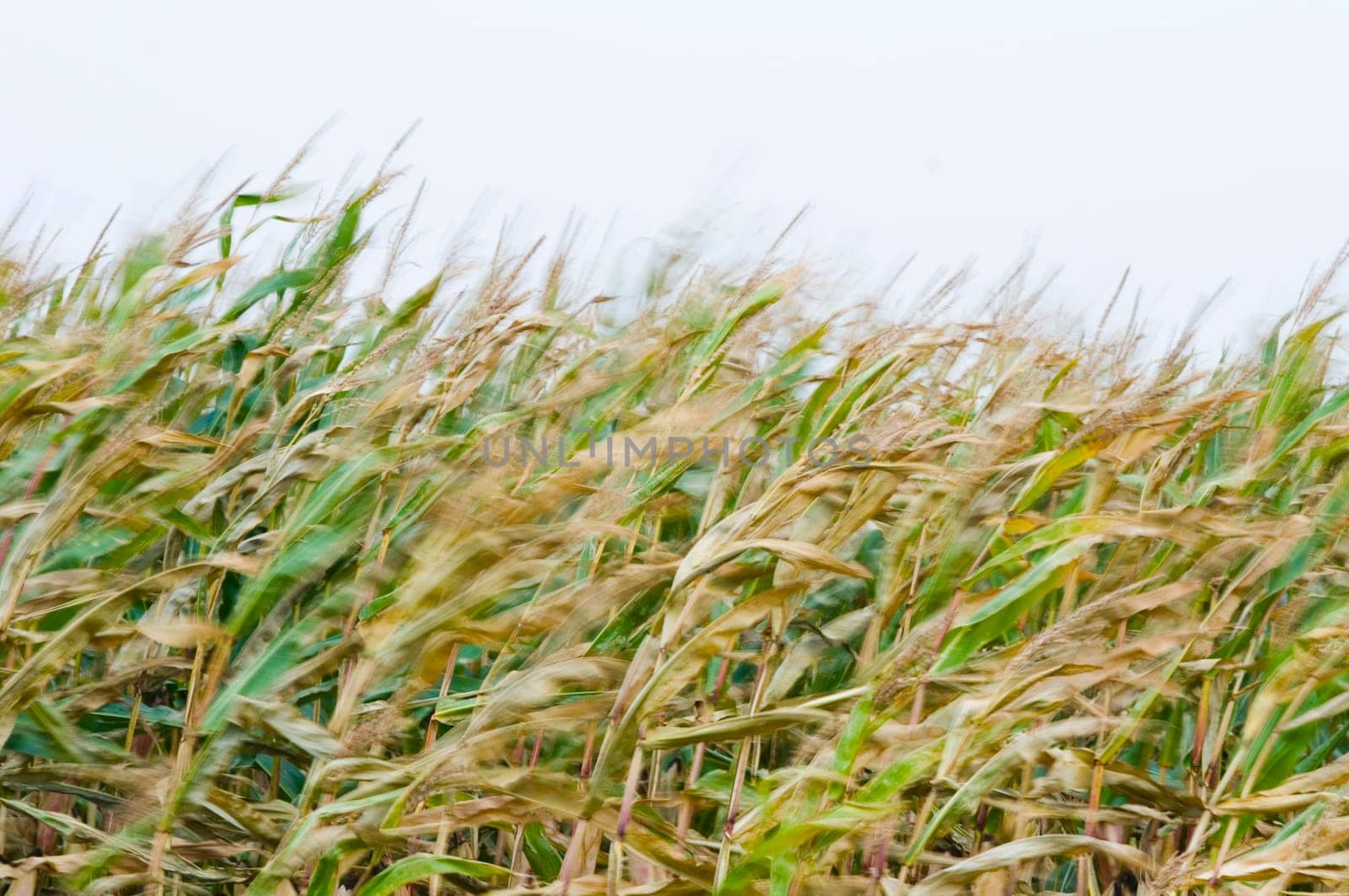 Close-up in the wind of moving corn plants against a white background