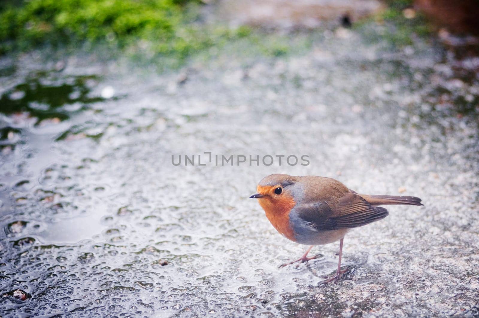 Full body image of a single robin (Erithacus rubecula) on rain-wet stone-subsoil