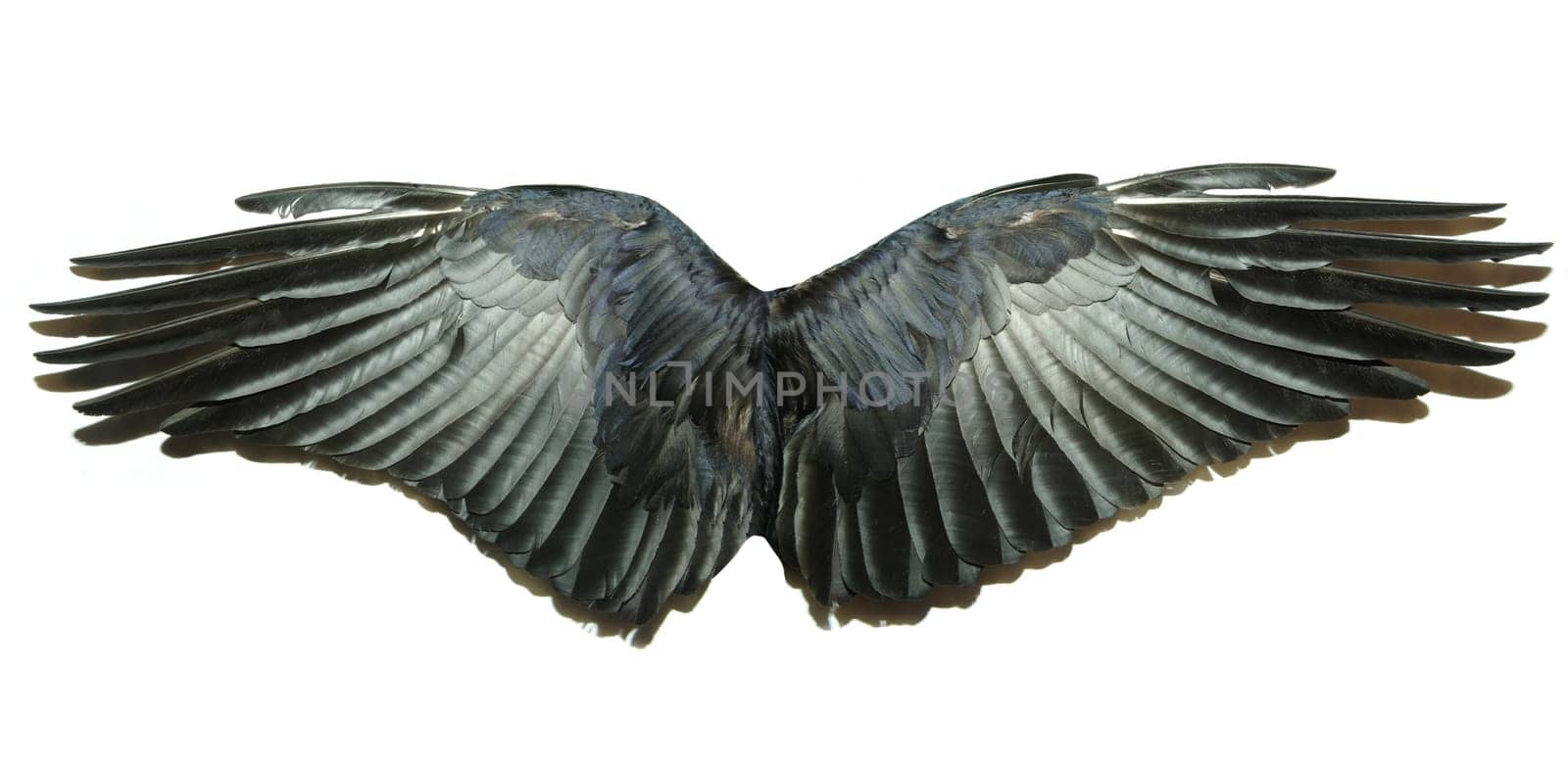 Pair of wings isolated on white