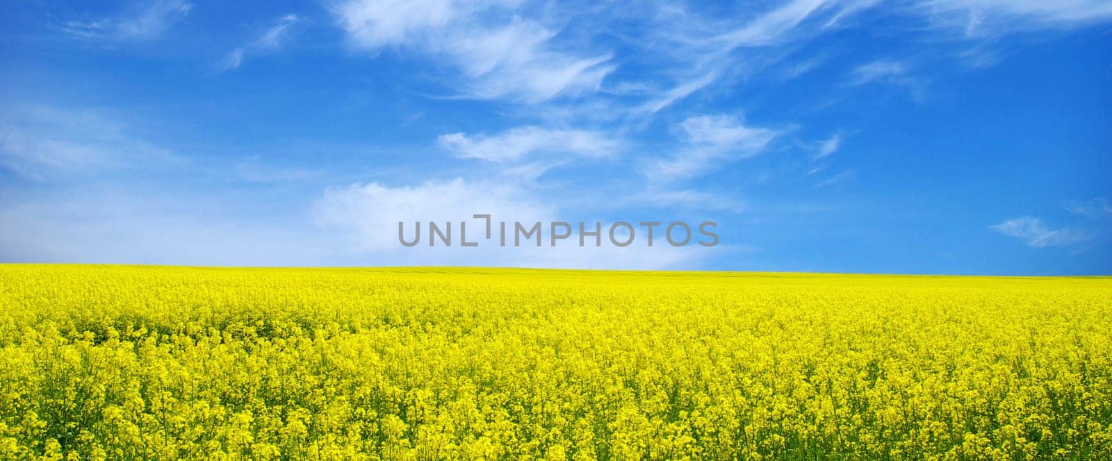 Rape field and clouds in sky