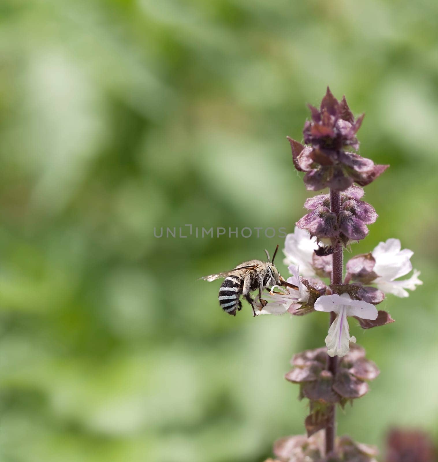 Striped banded Australian native bee Amagilla on a cinnamon basil flower extracting nectar with proboscis