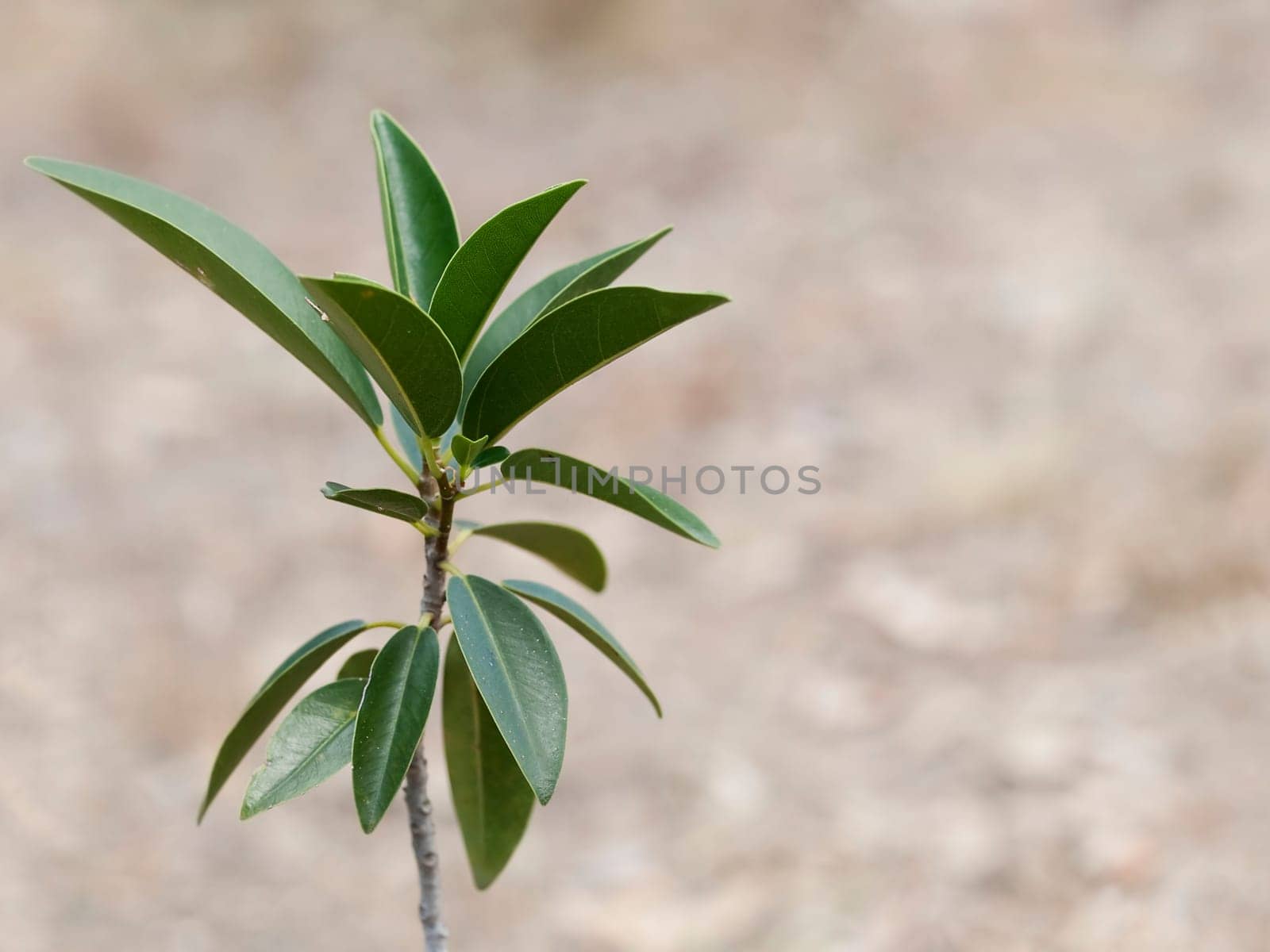 Australian fig tree Ficus obliqua known as the small-leaved fig young seedling