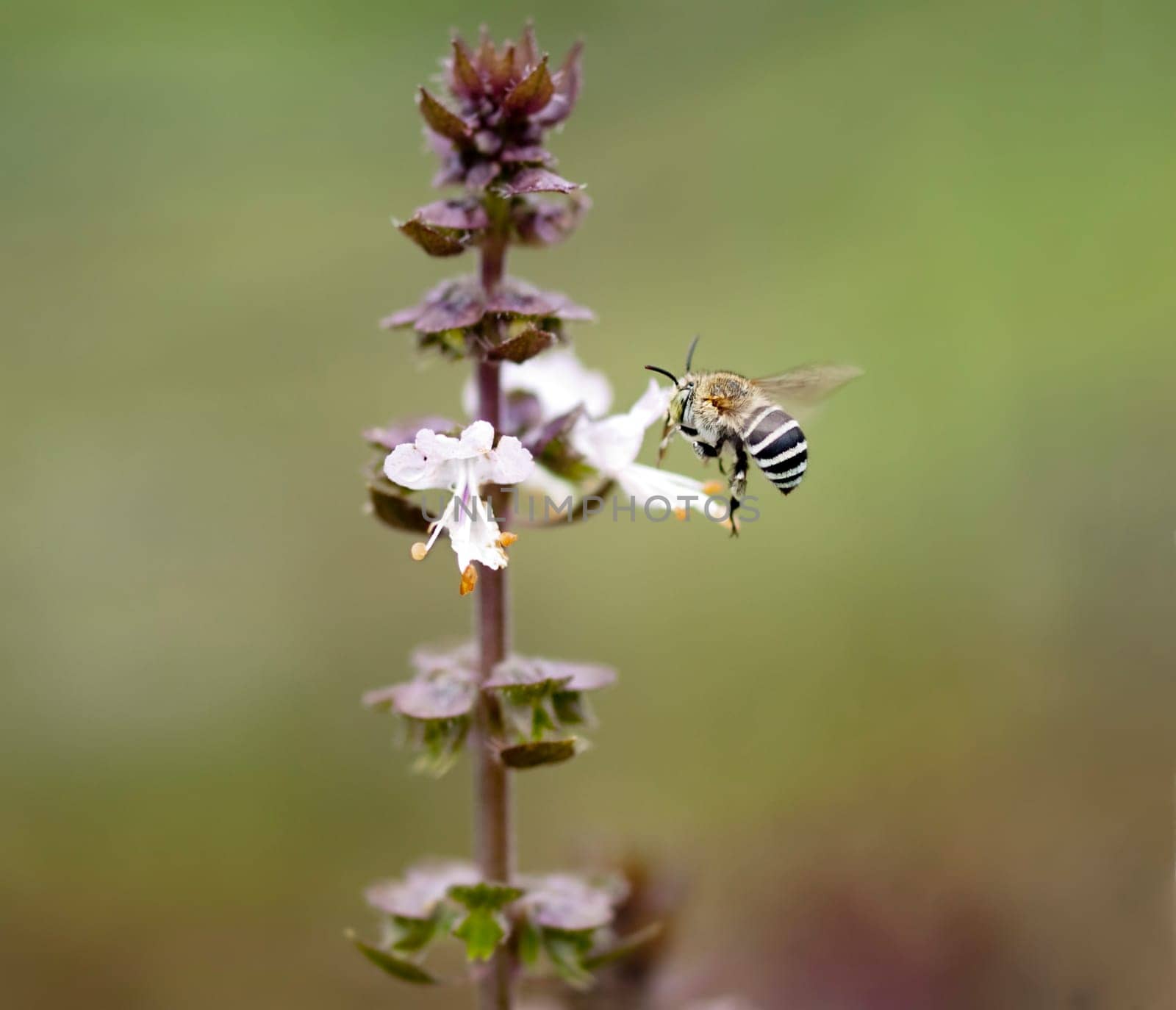 Striped banded Australian native bee Amagilla on a cinnamon basil flower extracting nectar