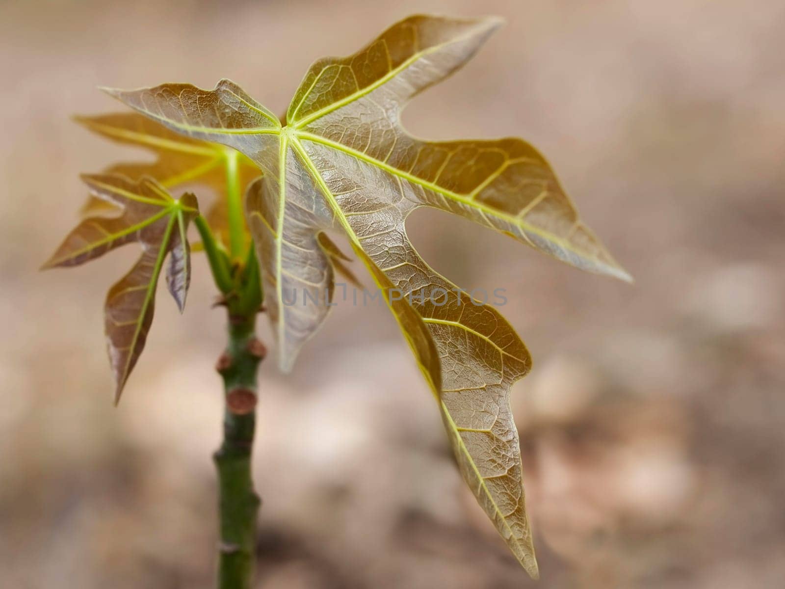 Australian bushtucker juvenile Candlenut Tree Aleurites moluccana young leaves and foliage