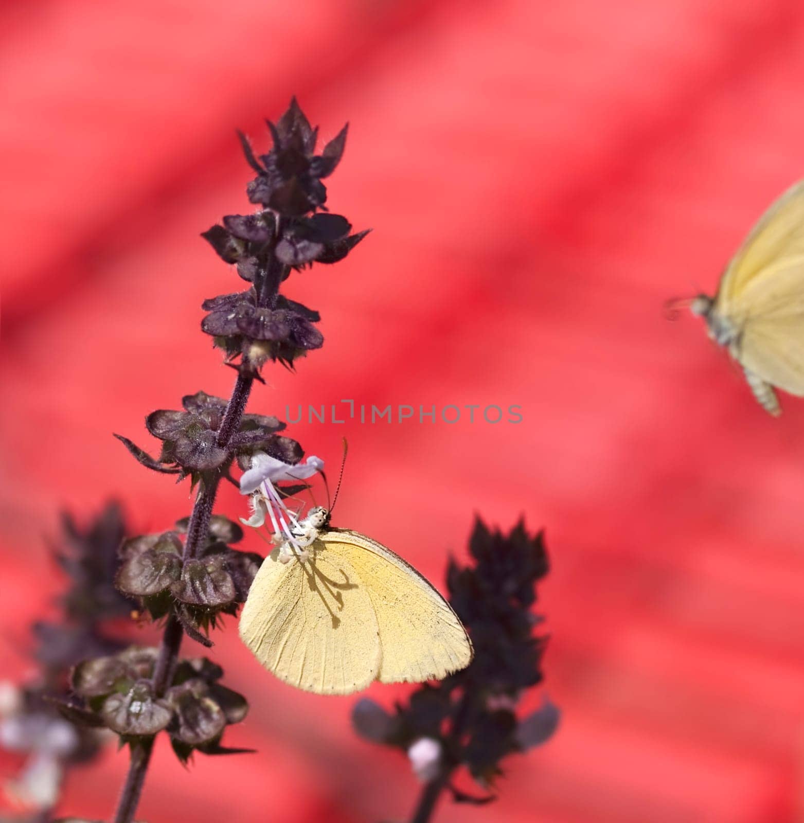 Australian grass-yellow butterfly Eurema on a purple cinnamon basil flower spike against a red background natural in the garden