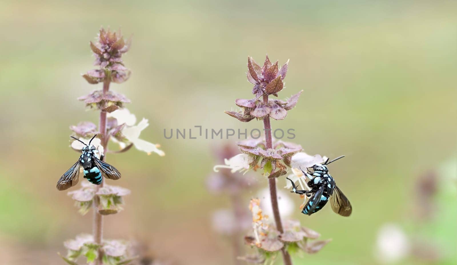 Australian blue neon cuckoo bee  Thyreus nitidulus, live parasitic cuckoo bees on basil flowers